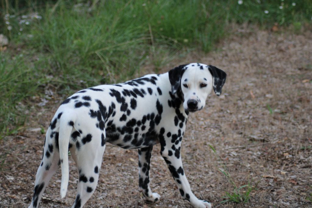 bel a pois Amy