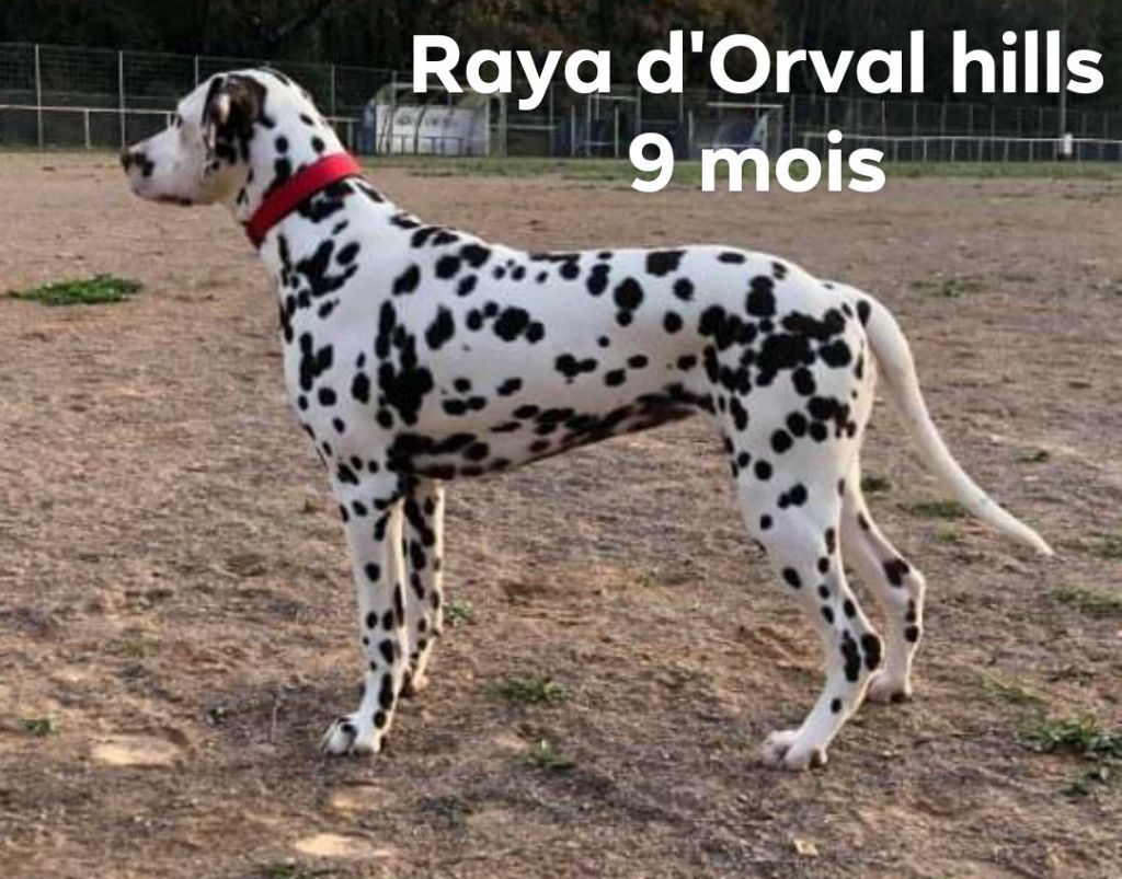 Raya d'Orval Hills