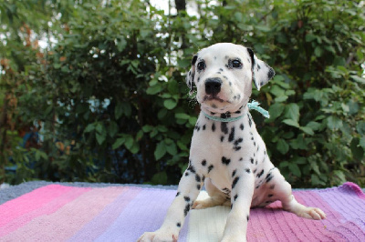 CHIOT collier bleu Thaléa