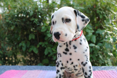 CHIOT collier rouge et gris Ti'haru