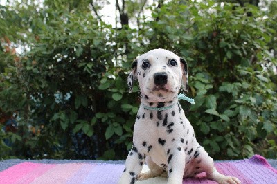 CHIOT collier bleu Thaléa