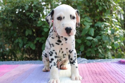 CHIOT collier rouge et gris Ti'haru