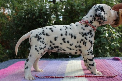 CHIOT collier rouge et gris Ti'haru