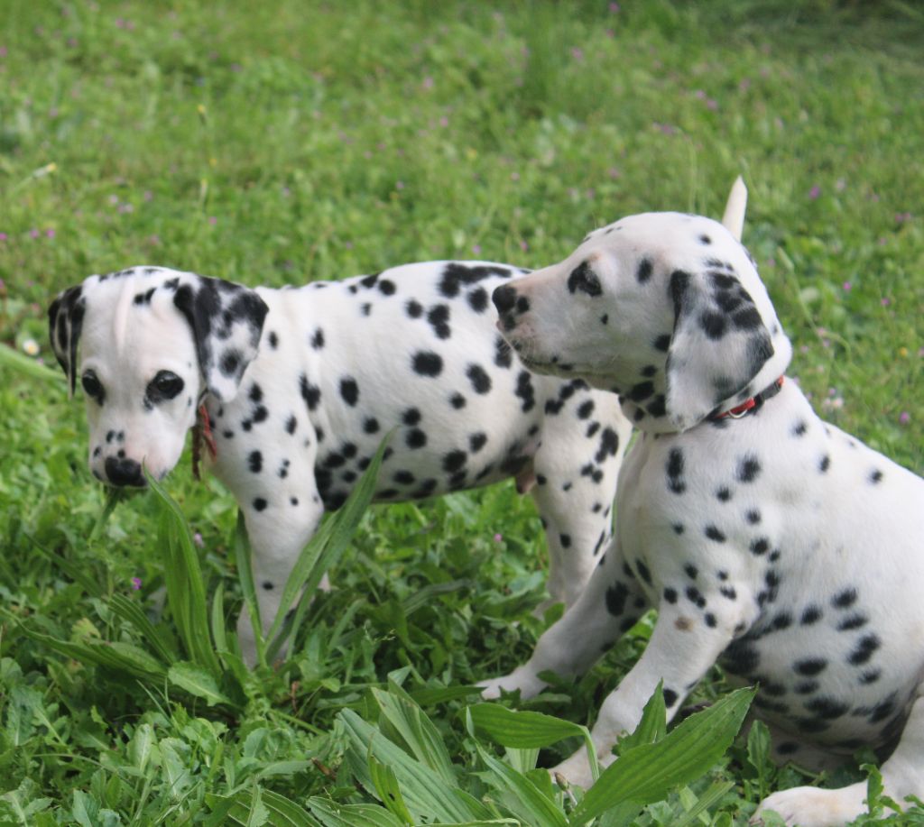 Disponibilité Dalmatiens Mai 2025