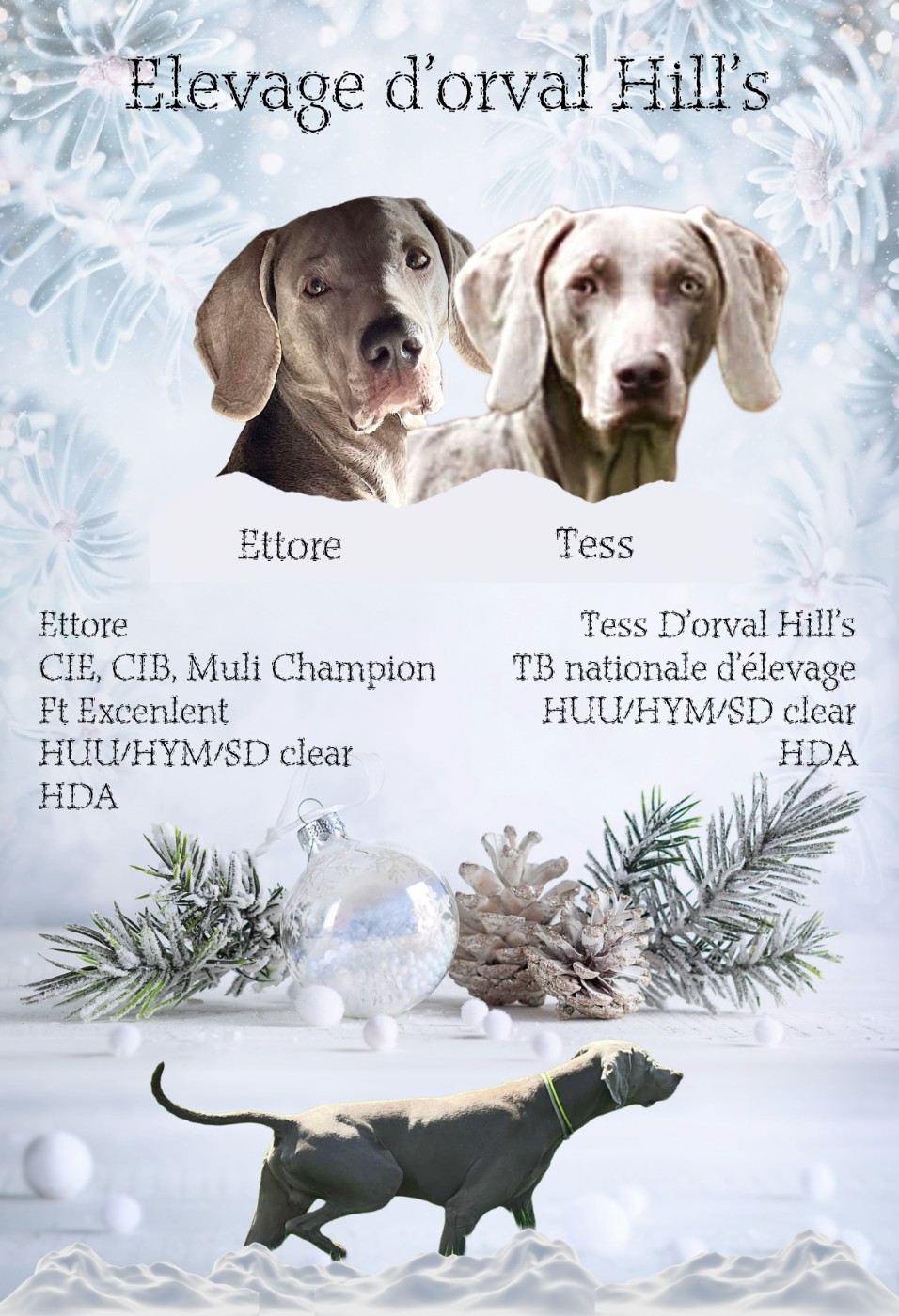 Portée Braque de Weimar