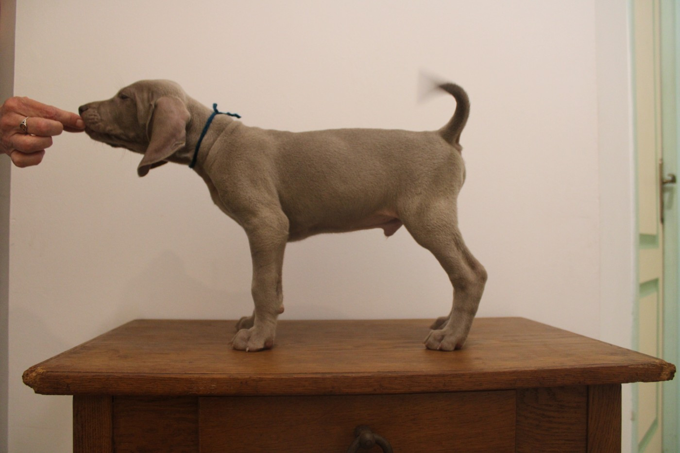 d'Orval Hills - Mâles disponibles