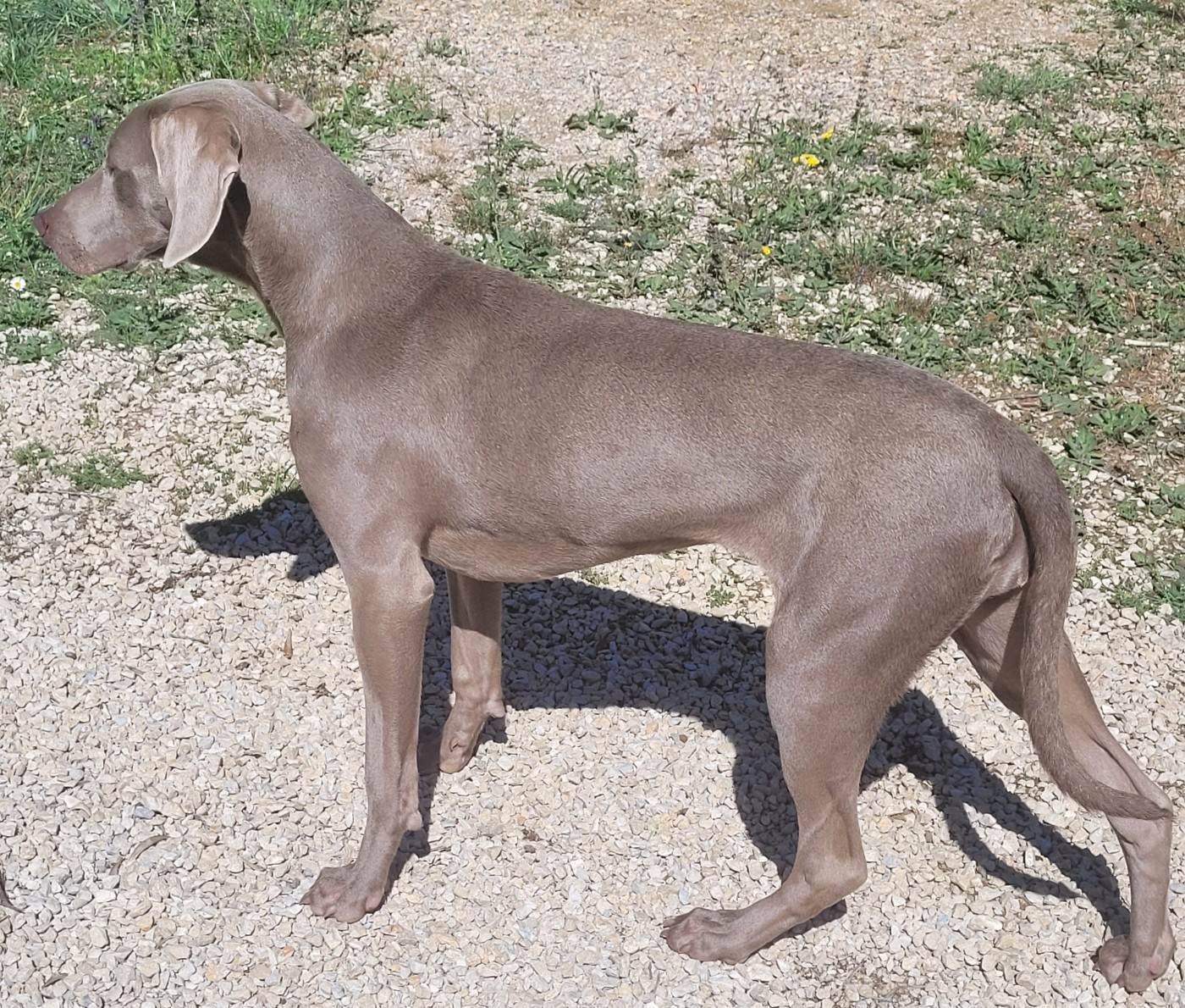 Portée Braque de Weimar Thelma D'orval hills x Upper Martouf Legend's Safir