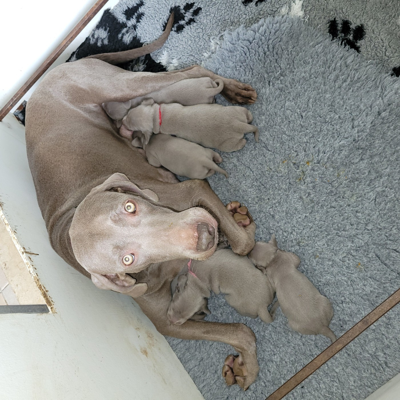 les bébés ont trois semaines