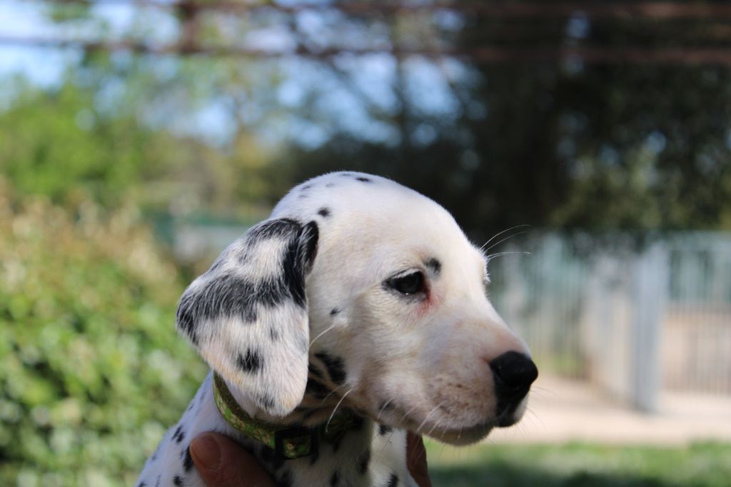 d'Orval Hills - Chiots disponibles - Dalmatien