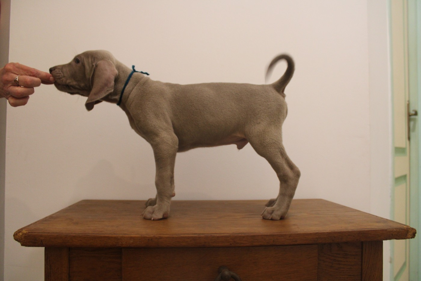 d'Orval Hills - Chiots disponibles - Braque de Weimar