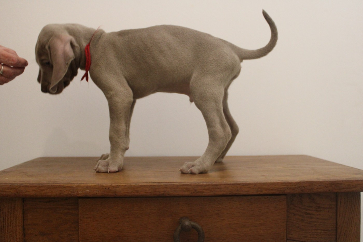 d'Orval Hills - Chiots disponibles - Braque de Weimar