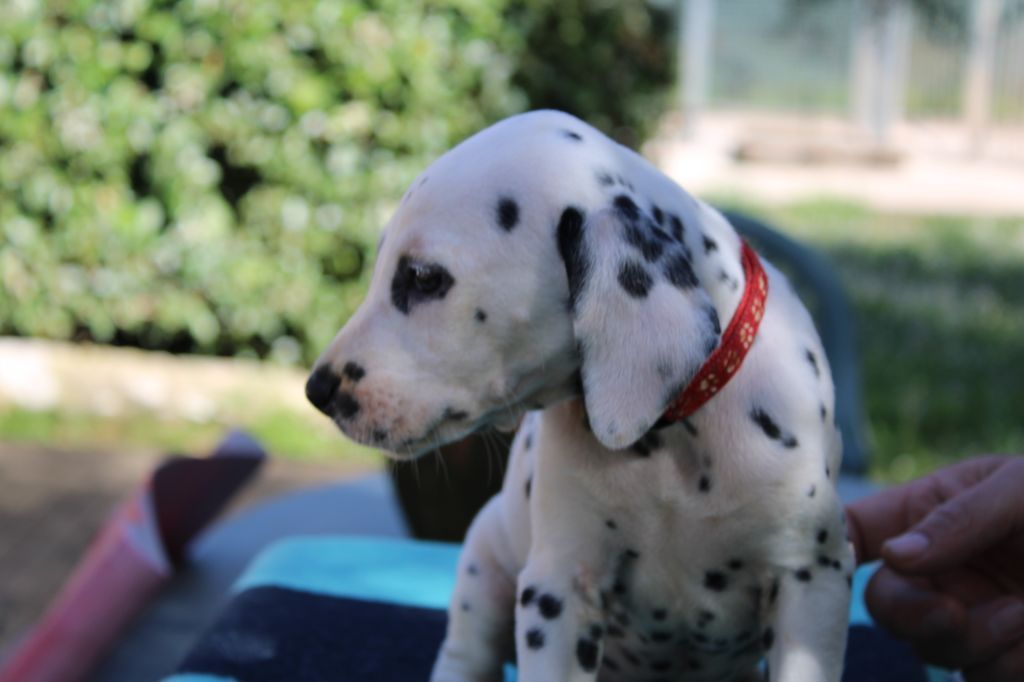 d'Orval Hills - Chiots disponibles - Dalmatien