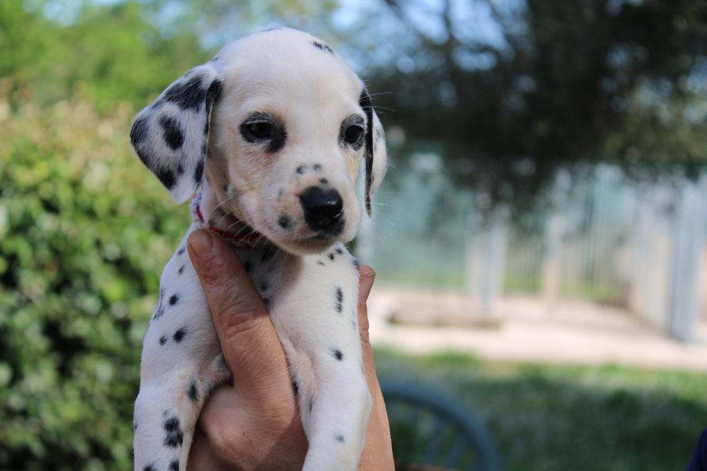 d'Orval Hills - Chiots disponibles - Dalmatien