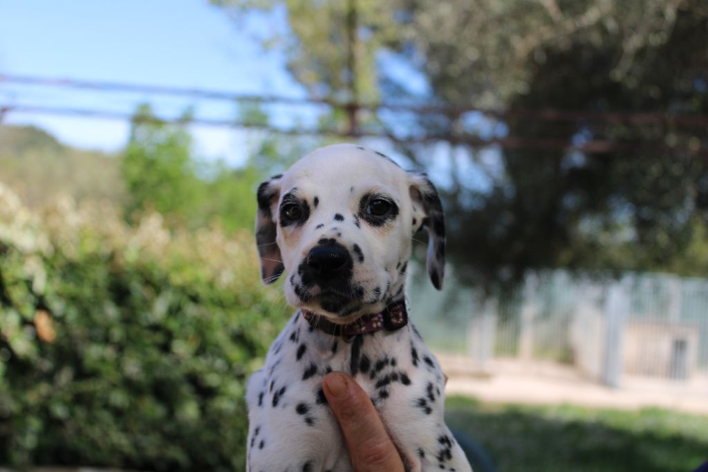 d'Orval Hills - Chiots disponibles - Dalmatien