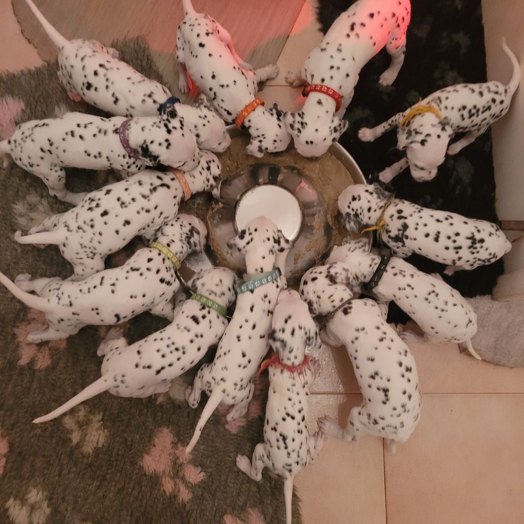 Chiot Dalmatien d'Orval Hills