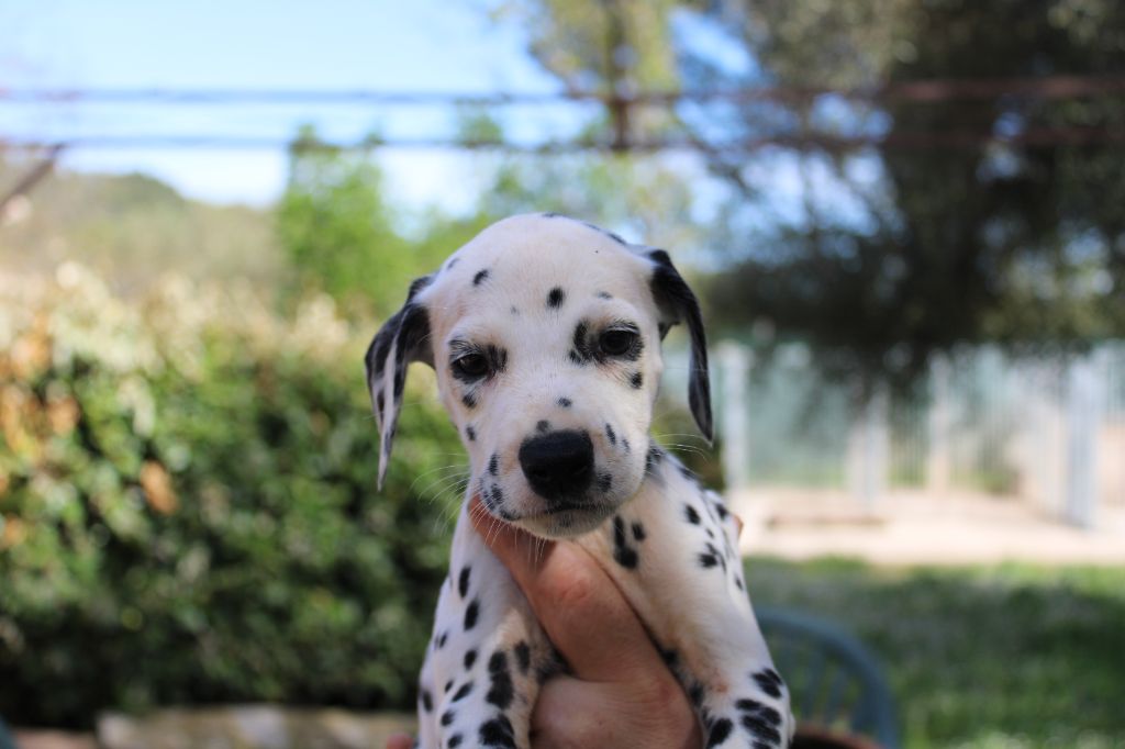 d'Orval Hills - Chiots disponibles - Dalmatien