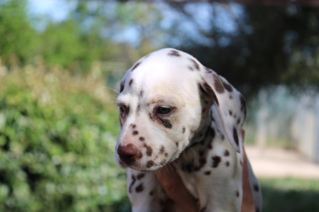 d'Orval Hills - Chiots disponibles - Dalmatien