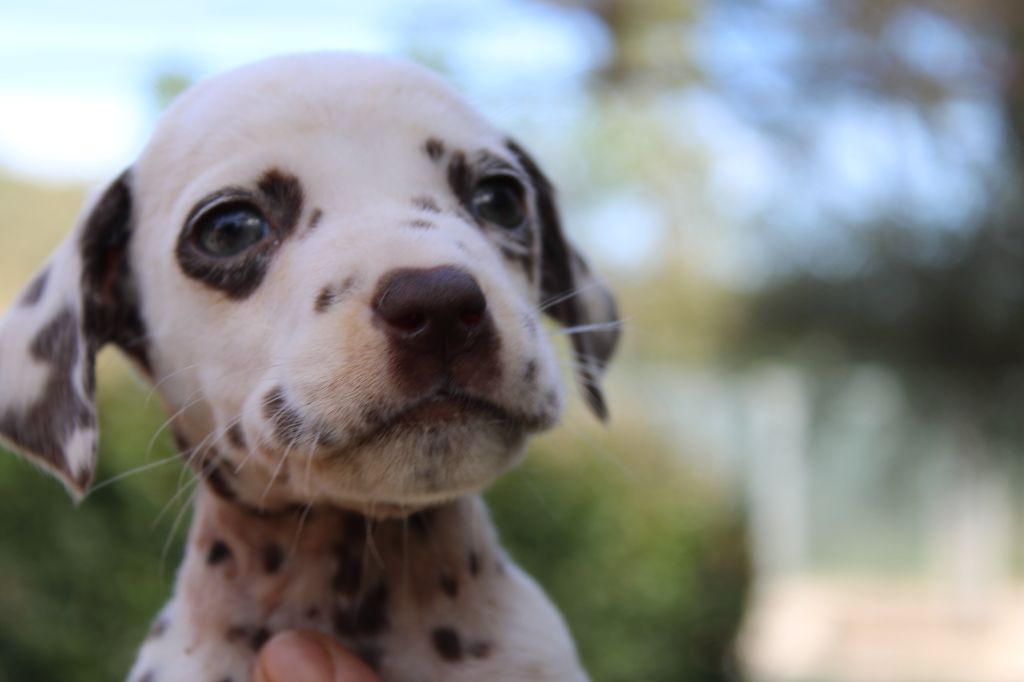 d'Orval Hills - Chiots disponibles - Dalmatien