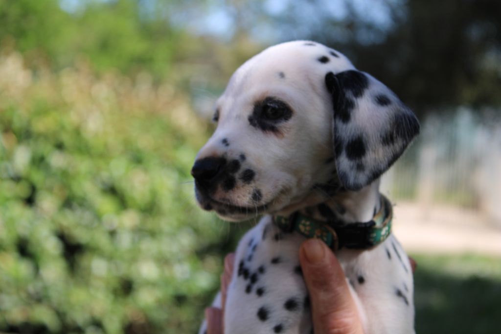 d'Orval Hills - Chiots disponibles - Dalmatien