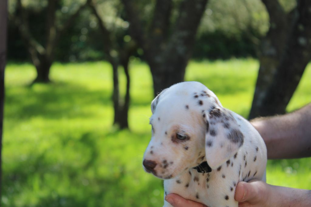 d'Orval Hills - Chiots disponibles - Dalmatien