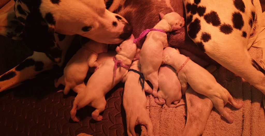 Chiot Dalmatien d'Orval Hills